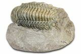 Flying Crotalocephalina Trilobite - Atchana, Morocco #359227-2